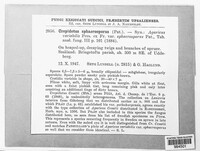 Crepidotus cesatii image